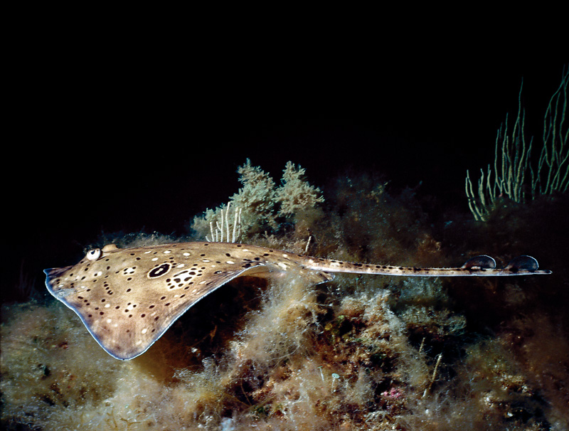 Raja miraletus e Raja polystigma